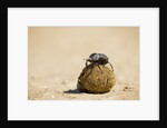 Dung Beetles in Kgalagadi Transfrontier Park by Anonymous