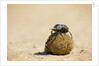 Dung Beetles in Kgalagadi Transfrontier Park by Anonymous