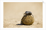 Dung Beetles in Kgalagadi Transfrontier Park by Anonymous