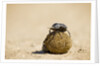 Dung Beetles in Kgalagadi Transfrontier Park by Anonymous