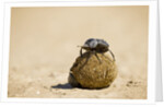 Dung Beetles in Kgalagadi Transfrontier Park by Anonymous