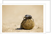 Dung Beetles in Kgalagadi Transfrontier Park by Anonymous