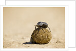 Dung Beetles in Kgalagadi Transfrontier Park by Anonymous