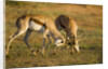 Springbok Fighting in Kgalagadi Transfrontier Park by Anonymous