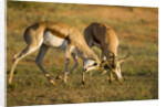Springbok Fighting in Kgalagadi Transfrontier Park by Anonymous