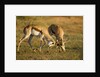 Springbok Fighting in Kgalagadi Transfrontier Park by Anonymous