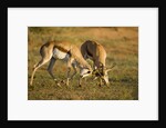 Springbok Fighting in Kgalagadi Transfrontier Park by Anonymous