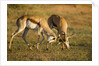 Springbok Fighting in Kgalagadi Transfrontier Park by Anonymous