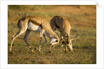 Springbok Fighting in Kgalagadi Transfrontier Park by Anonymous