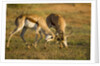 Springbok Fighting in Kgalagadi Transfrontier Park by Anonymous