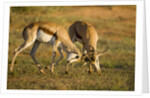 Springbok Fighting in Kgalagadi Transfrontier Park by Anonymous