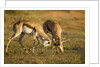 Springbok Fighting in Kgalagadi Transfrontier Park by Anonymous