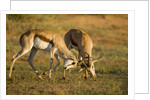 Springbok Fighting in Kgalagadi Transfrontier Park by Anonymous