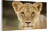 Lion in Kgalagadi Transfrontier Park by Anonymous