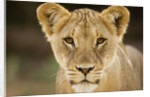 Lion in Kgalagadi Transfrontier Park by Anonymous