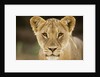 Lion in Kgalagadi Transfrontier Park by Anonymous