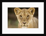Lion in Kgalagadi Transfrontier Park by Anonymous