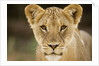 Lion in Kgalagadi Transfrontier Park by Anonymous