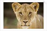 Lion in Kgalagadi Transfrontier Park by Anonymous