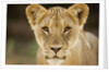 Lion in Kgalagadi Transfrontier Park by Anonymous