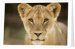 Lion in Kgalagadi Transfrontier Park by Anonymous