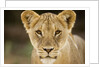 Lion in Kgalagadi Transfrontier Park by Anonymous