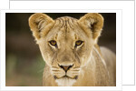 Lion in Kgalagadi Transfrontier Park by Anonymous