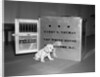 Truman's New Pup "Feller" Poses at White House by Anonymous