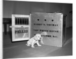 Truman's New Pup "Feller" Poses at White House by Anonymous