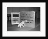 Truman's New Pup "Feller" Poses at White House by Anonymous