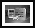 Truman's New Pup "Feller" Poses at White House by Anonymous