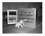 Truman's New Pup "Feller" Poses at White House by Anonymous