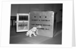 Truman's New Pup "Feller" Poses at White House by Anonymous