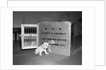 Truman's New Pup "Feller" Poses at White House by Anonymous