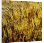Abstract dry crops by Anonymous