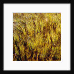Abstract dry crops by Anonymous