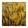 Abstract dry crops by Anonymous