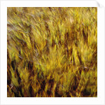 Abstract dry crops by Anonymous