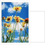 Wildflowers by Anonymous