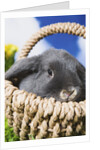 Lop-eared Easter bunny by Anonymous