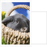 Lop-eared Easter bunny by Anonymous