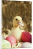 Duckling with Easter eggs by Anonymous