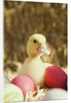 Duckling with Easter eggs by Anonymous