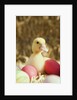 Duckling with Easter eggs by Anonymous