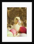 Duckling with Easter eggs by Anonymous