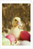 Duckling with Easter eggs by Anonymous