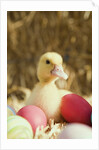 Duckling with Easter eggs by Anonymous