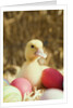 Duckling with Easter eggs by Anonymous