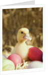 Duckling with Easter eggs by Anonymous