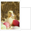 Duckling with Easter eggs by Anonymous
